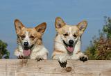CORGI PEMBROKE 1094